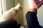 Pervert Cat