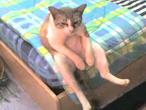 Bed Chillin' Cat
