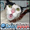 Daily Haha