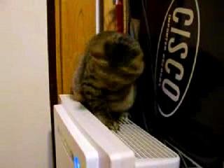 Cat Vs Air Filter
