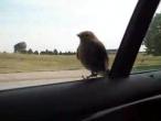 Danger Bird