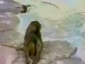 Scared Monkey