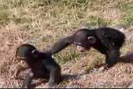 Naughty Monkey