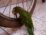 Parrot Vandal