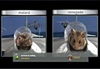 Top Gun Hamsters