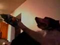 Wii Dog Tennis
